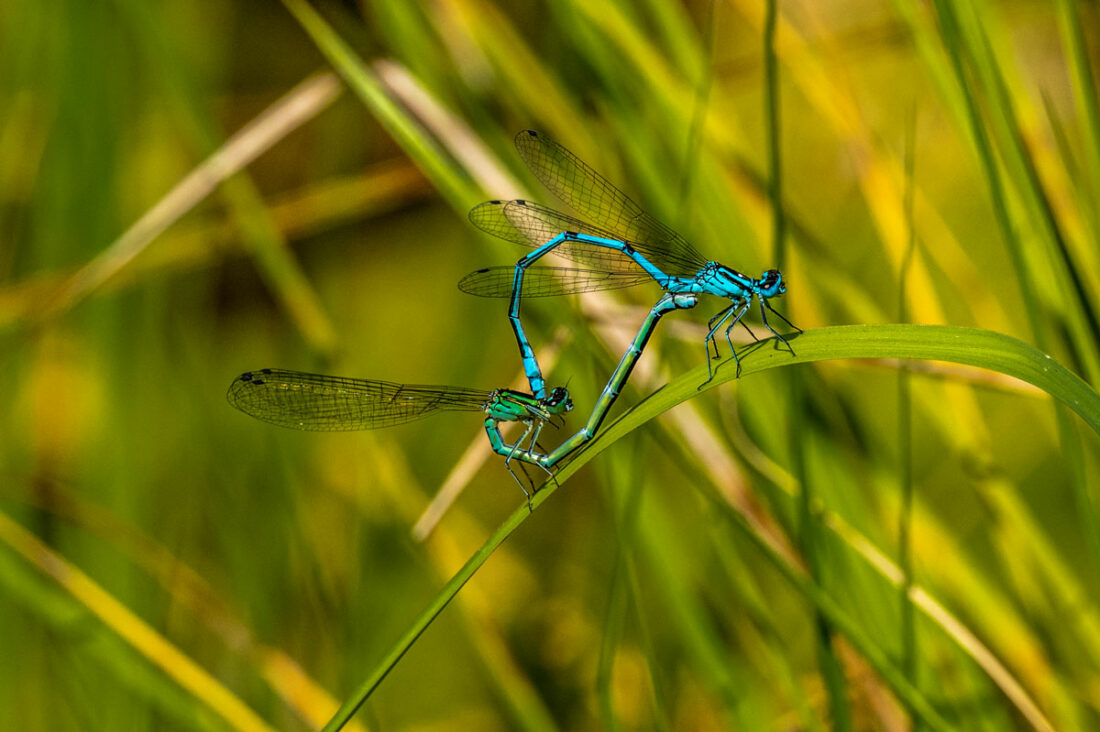 zwei blaue Jungfern vereinen sich zu einem Paarungsrad oder Paarungsherz im Naturschutzgebiet Geltinger Birk.