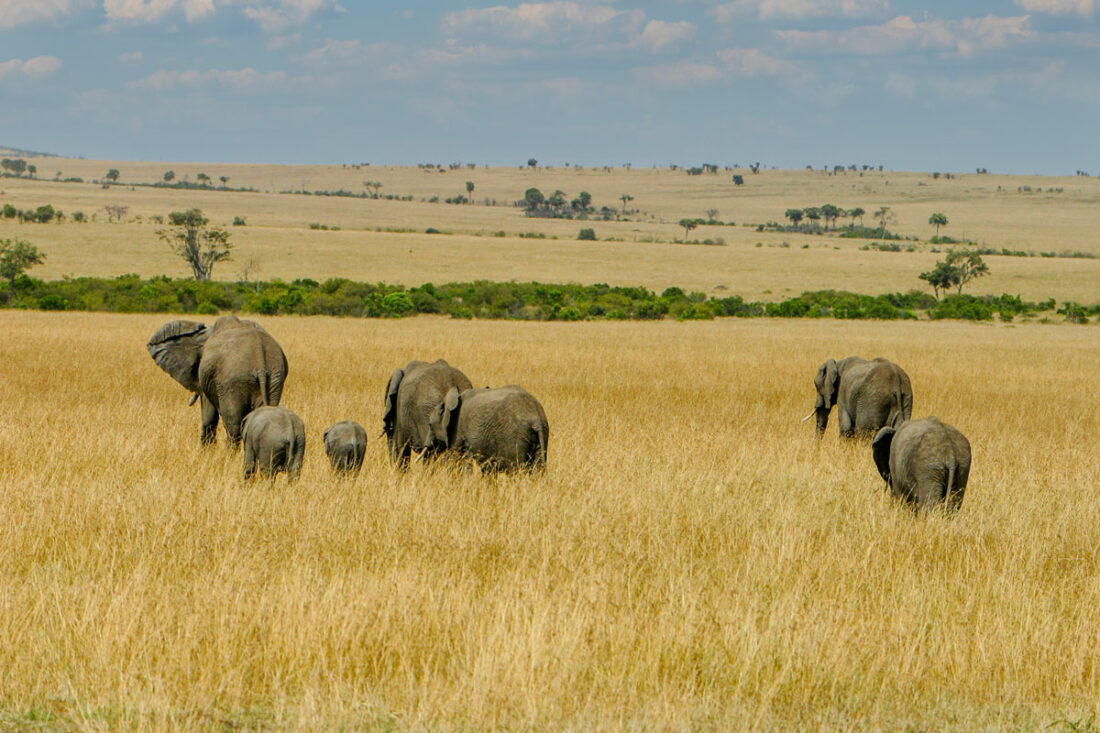 Rückansicht einer Elefantenherde geleitet durch ein Elefantenweibchen in der Masai Mara