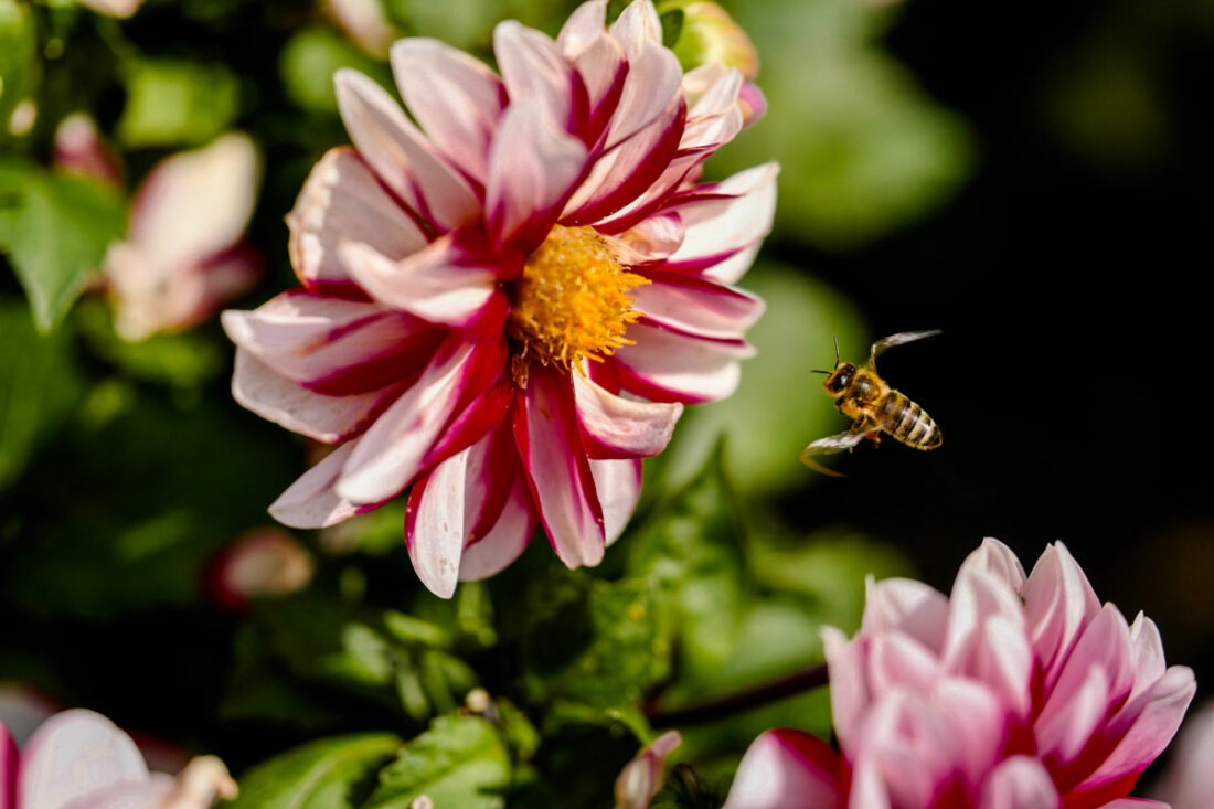 Eine Biene im Anflug an eine Dalie mit sich durchbiegenden Flügeln.