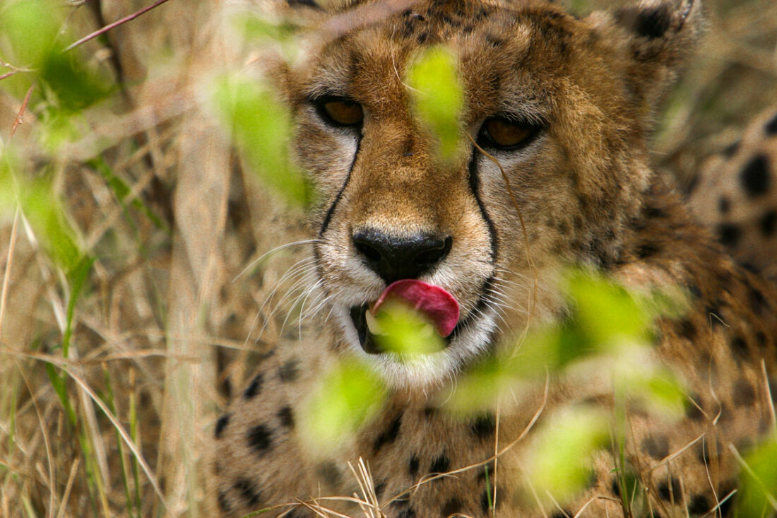 ein Gepard liegt in einem Knick auf der Lauer und leckt mit seiner Zunge seine Nase
