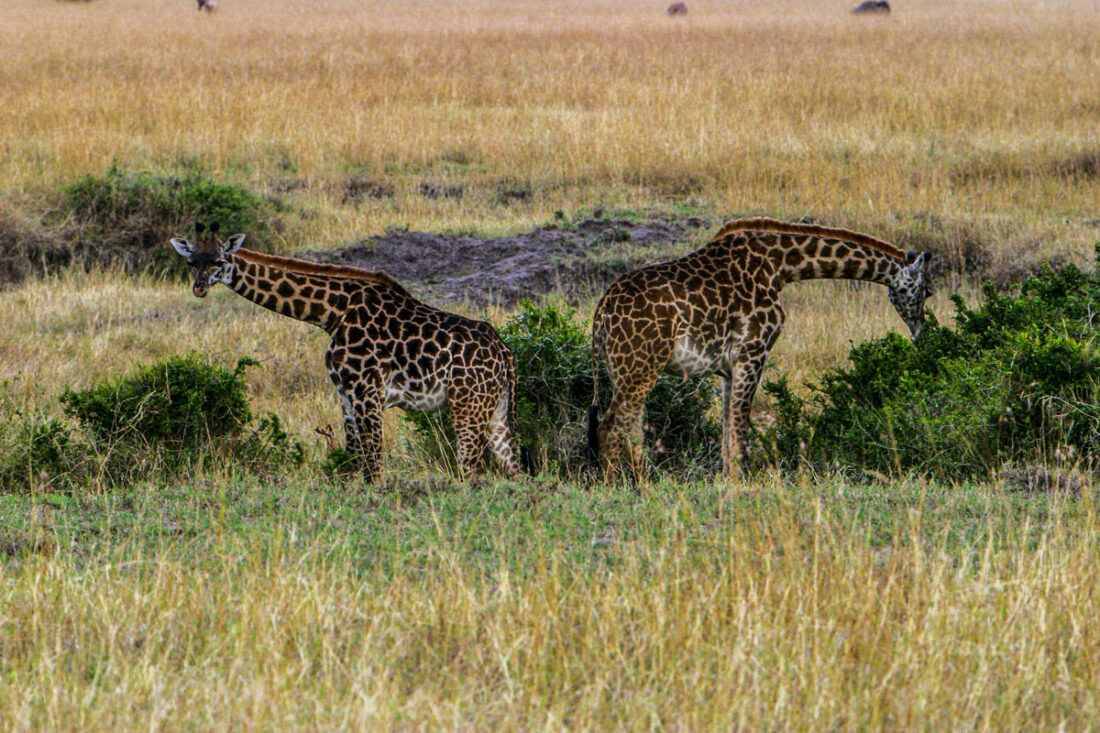 zwei Giraffen stehe in entgegengesetzter Richtung und fressen Grünzeug mit gesenktem Kopf