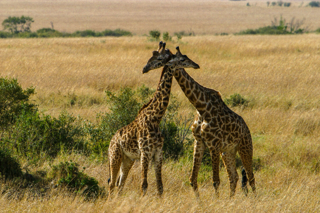 ein Giraffenpaar bei der Balz und schmusend in der Masai Mara