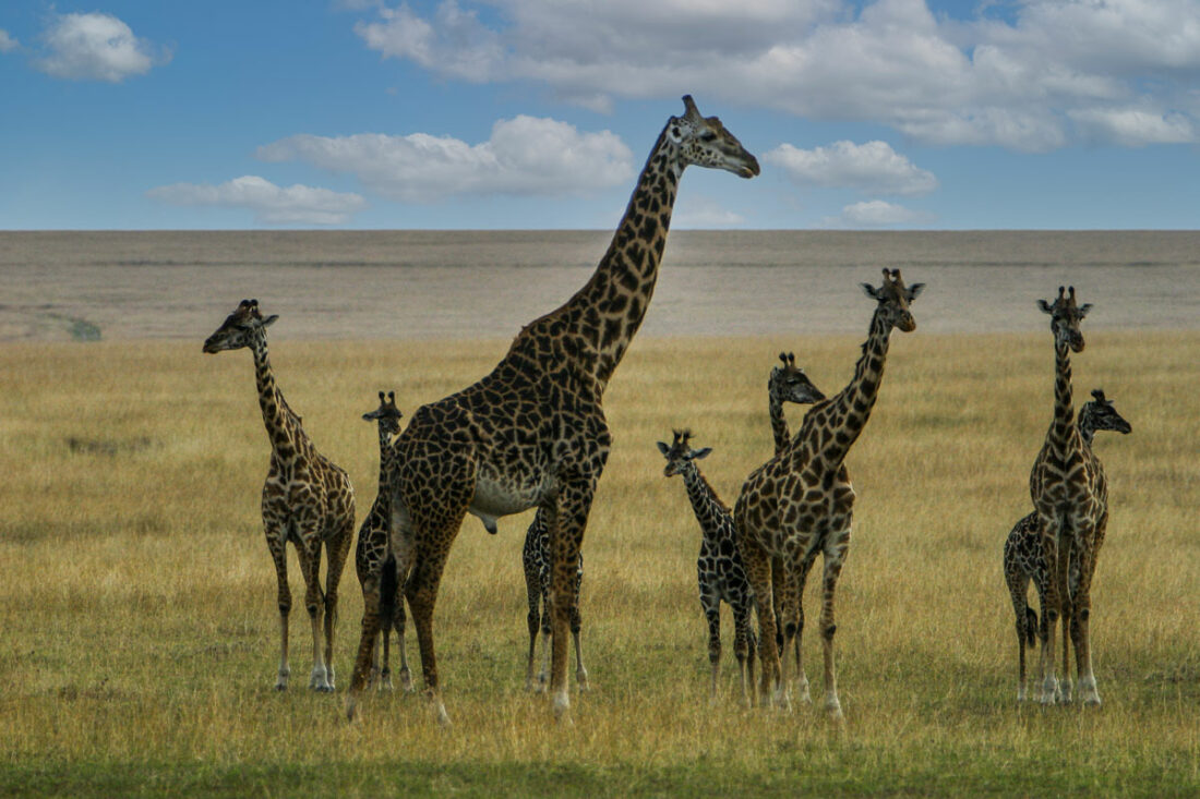 Portraitaufnahme einer Giraffe, die direkt in die Kamera blickt, aus unmittelbarer Nähe fotografiert