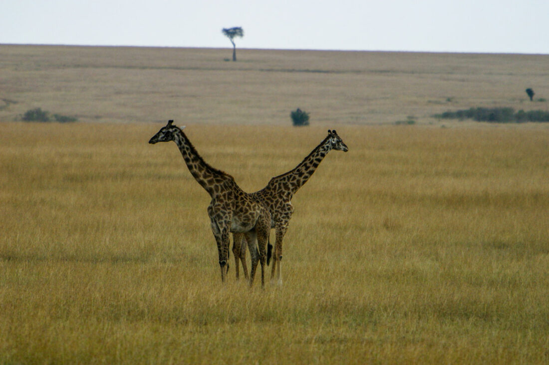 zwei Giraffen stehen nebeneinander und blicken in die entgegengesetzten Richtungen. Ihre Hälse formen dadurch ein V.