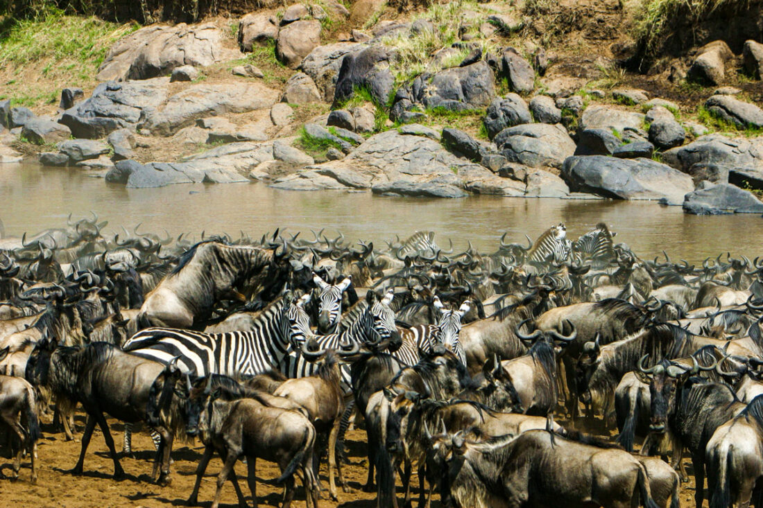 Gnus und Zebras vor ihrer Überquerung des Mara-Rivers in der Masai Mara