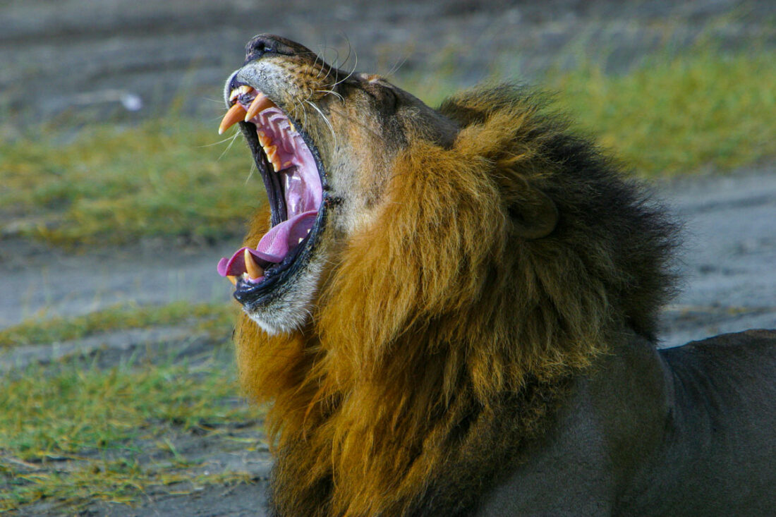 Gähnender Löwe nach einem Festschmaus eines Zebras in der Masai Mara
