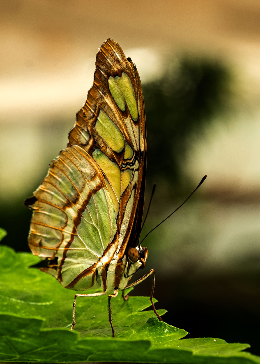 Schmetterling mit aufgestellten Flügeln formatfüllend auf einem grünen Blatt