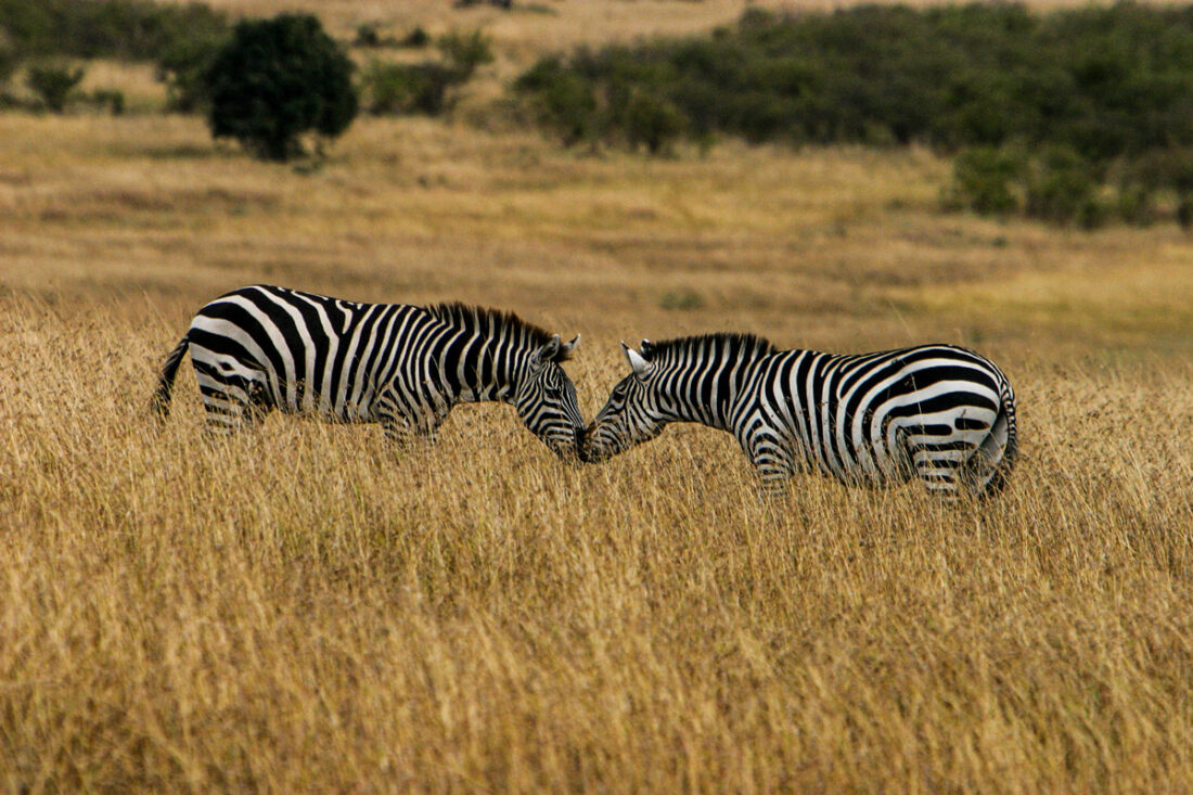 zwei sich küssende Zebras in der Masai Mara