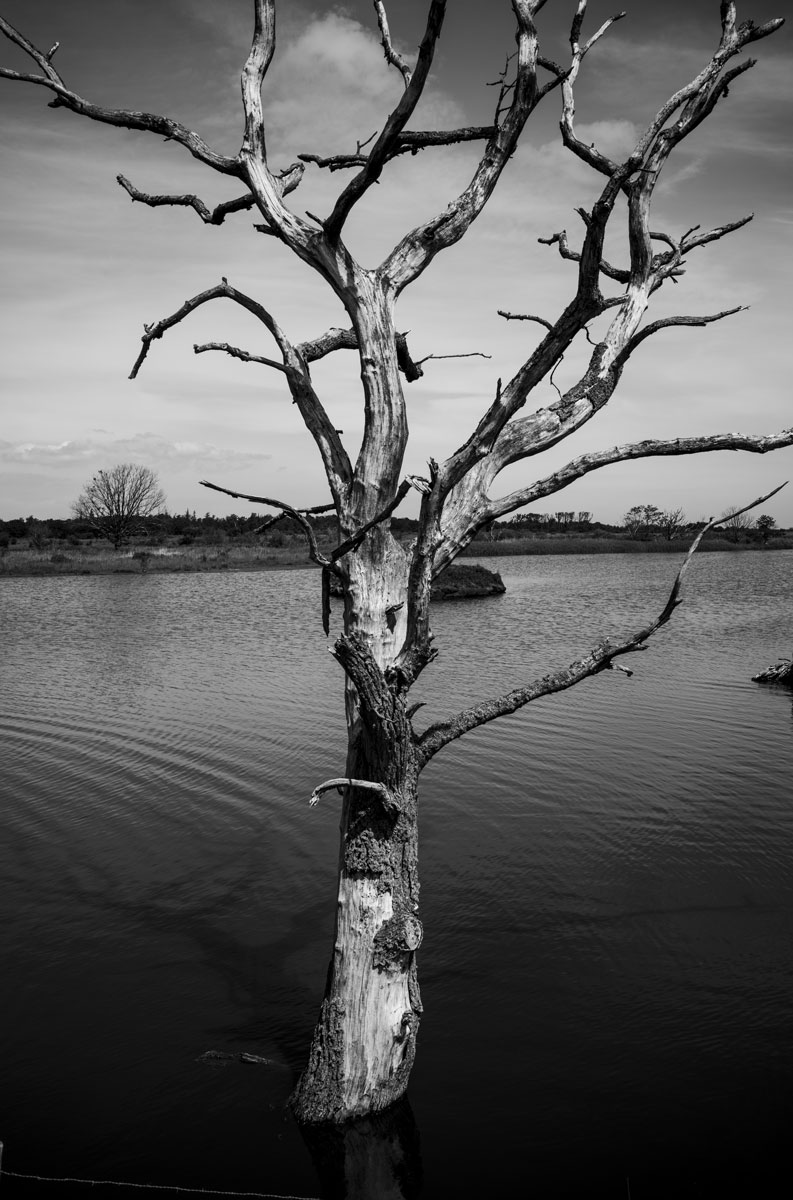 Ein toter Baum im See in der Zeltinger Bild in Schwarz-Weiss