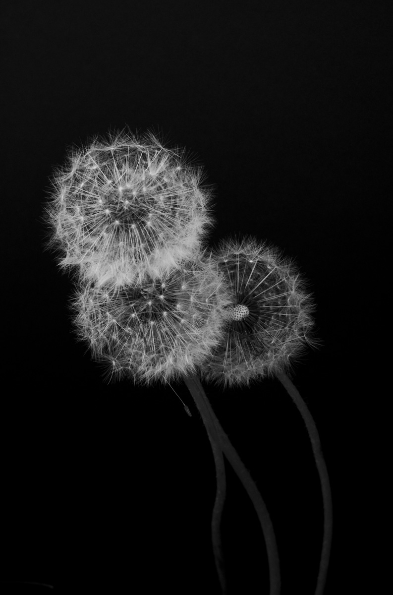 drei Pusteblumen in voller Blüte vor einem schwarzen Hintergrund fotografiert
