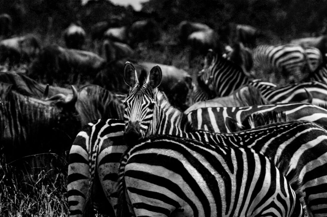 Zebras inmitten einer Gnuherde am Mara-River