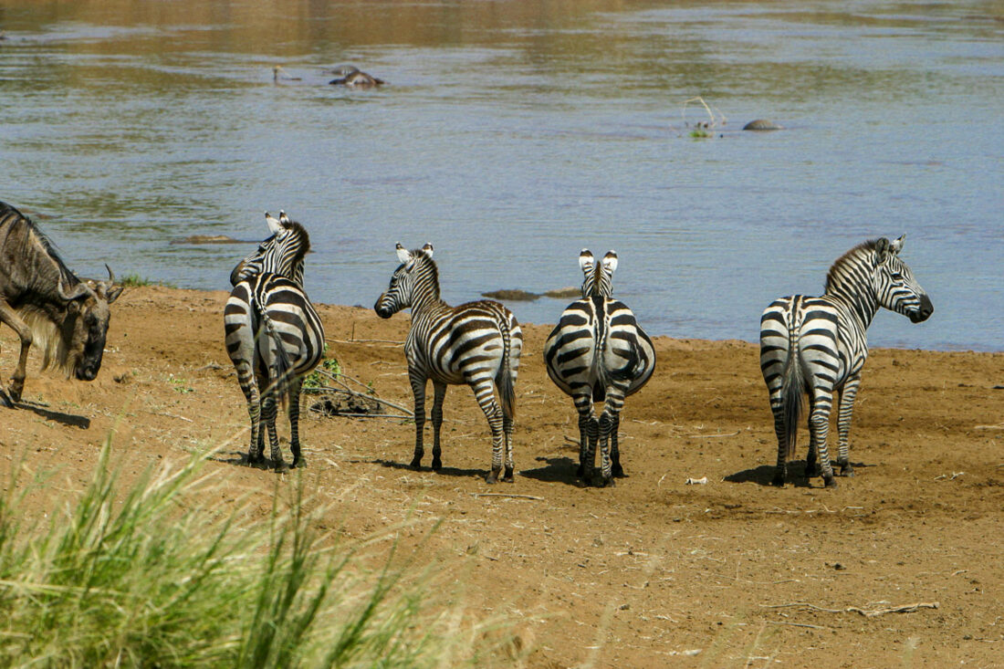 ein trächtiges Zebra wird von drei weiteren Zebras schützend umstellt, bevor sie an den Mara-River herantreten.